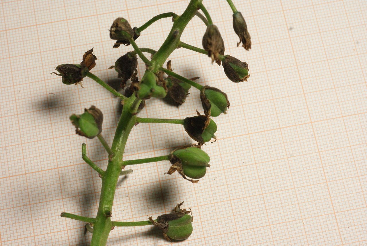 Muscari maritimum fruit