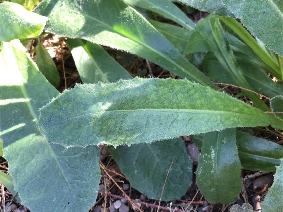 Crepis triasii leaf
