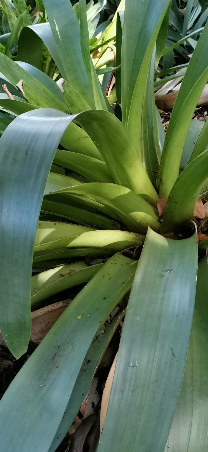 Billbergia rosea — search result for 'Billbergia'