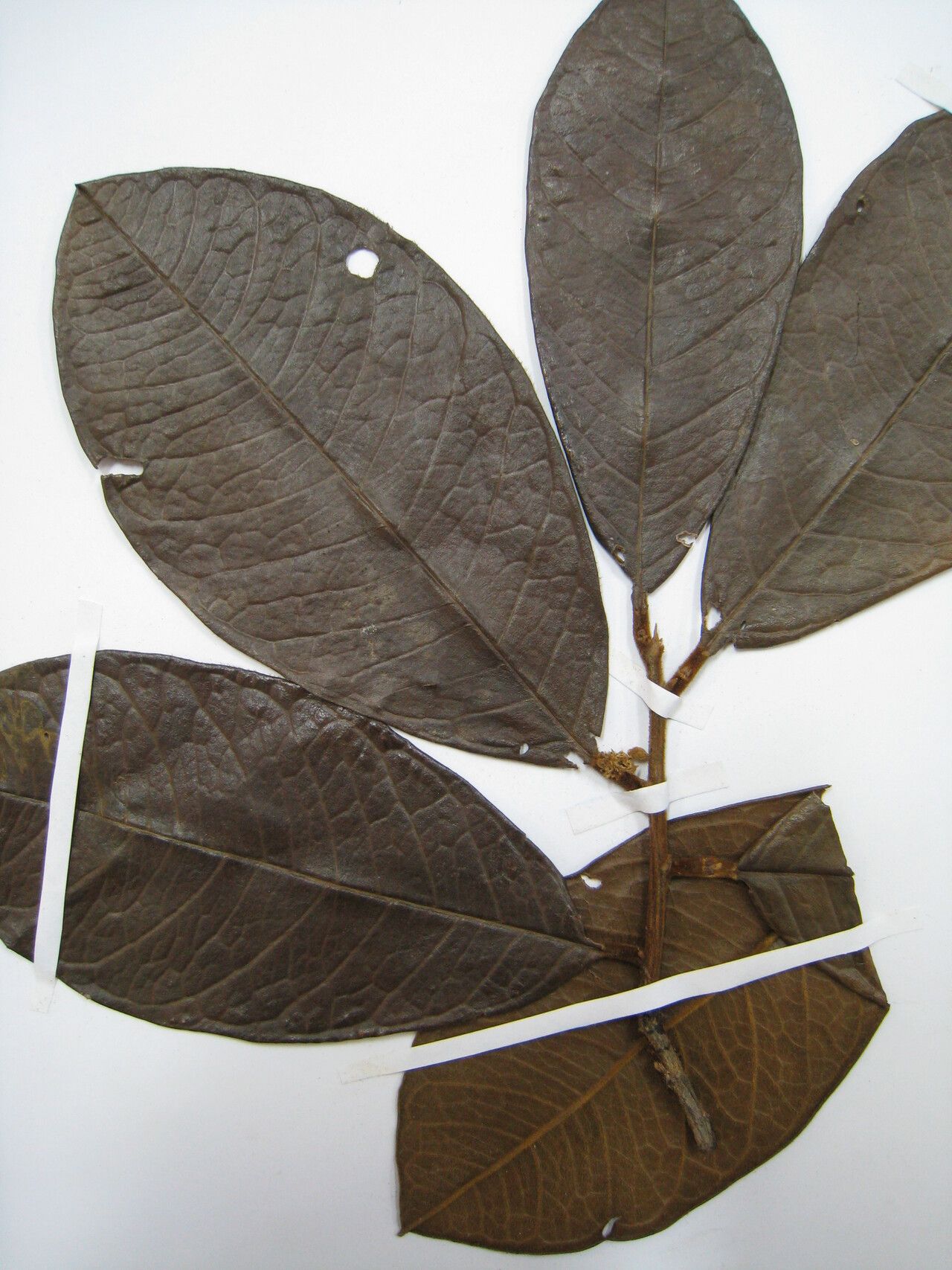 Tapura amazonica other