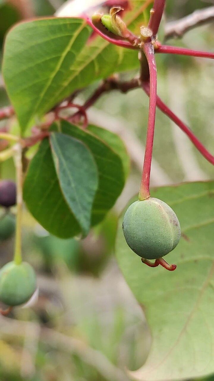 Homalanthus populifolius fruit