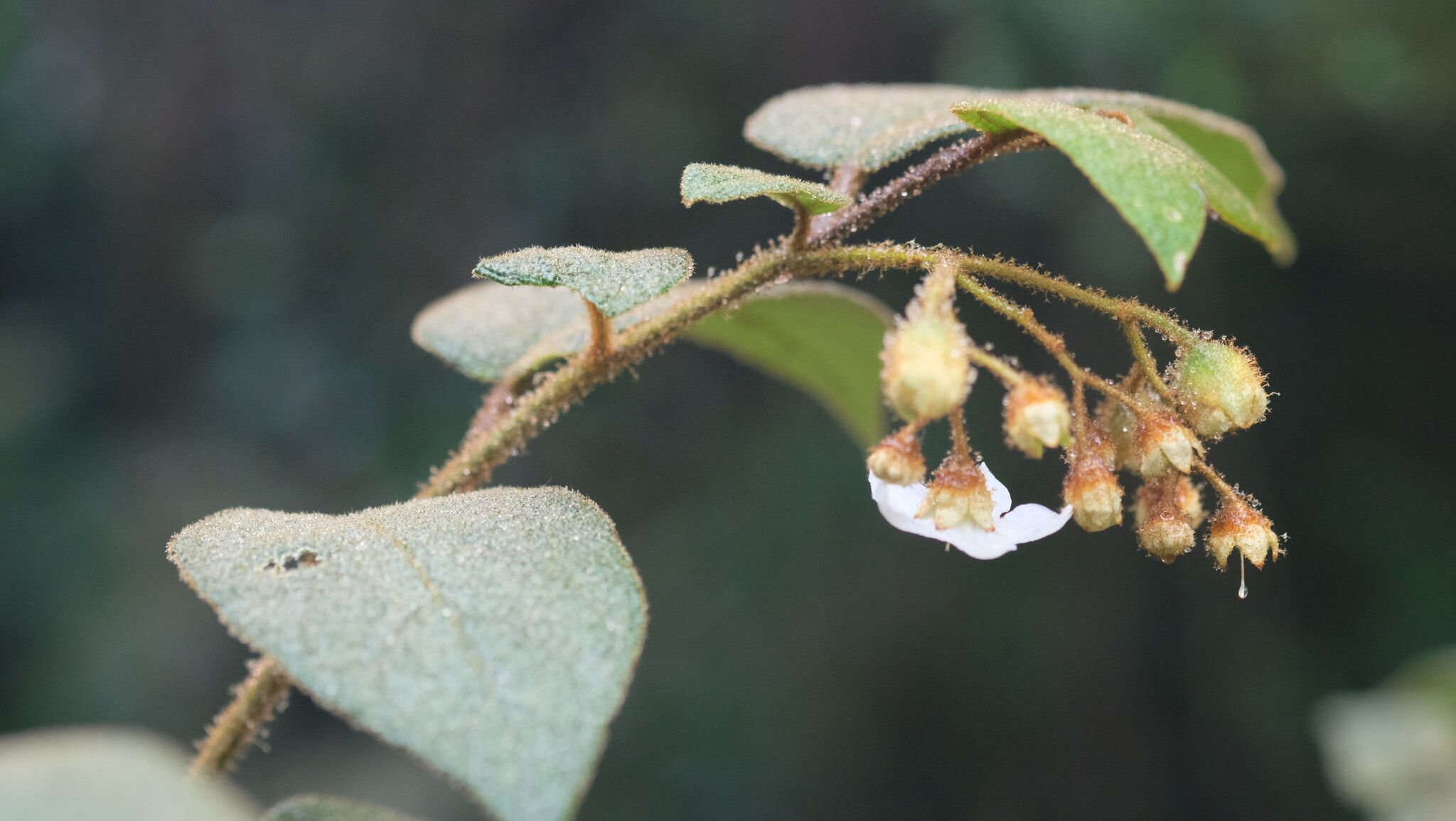 Solanum lacerdae flower