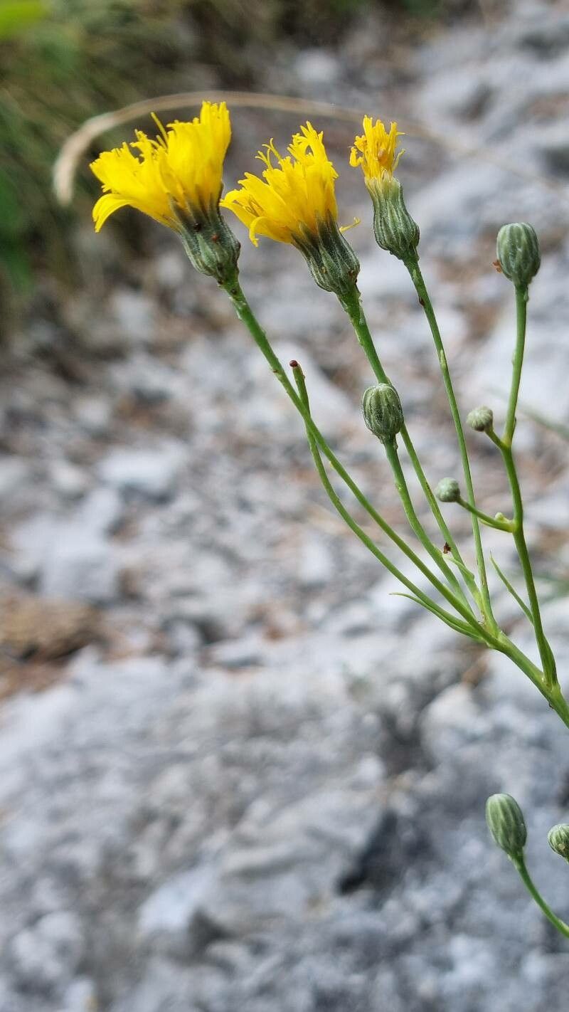 Hieracium porrifolium flower