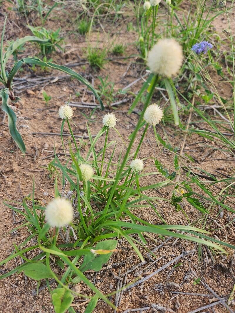 Kyllinga alba — related species from the same genus