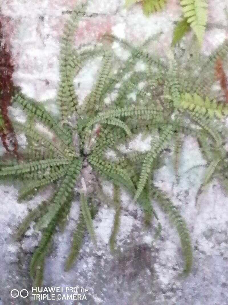 Hemionitis radiata leaf