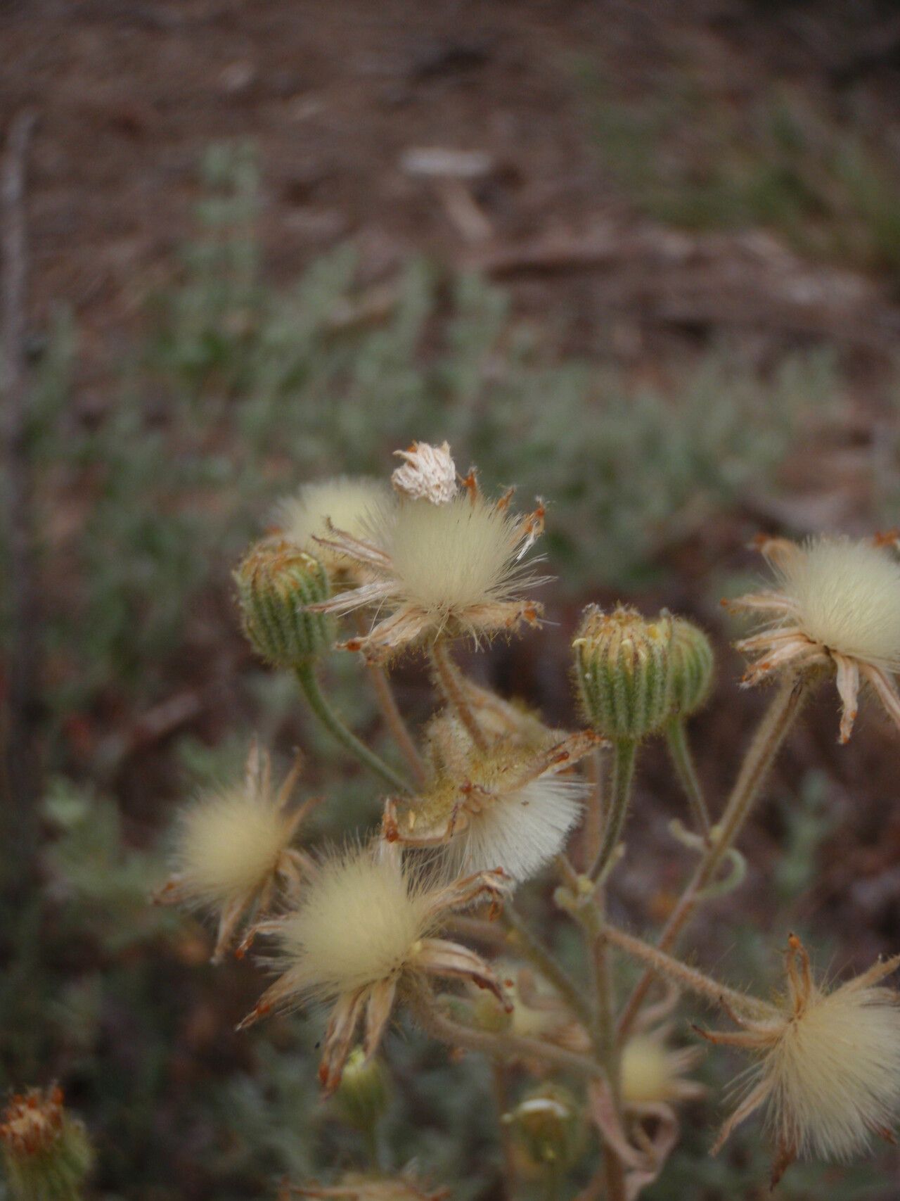 Andryala glandulosa fruit