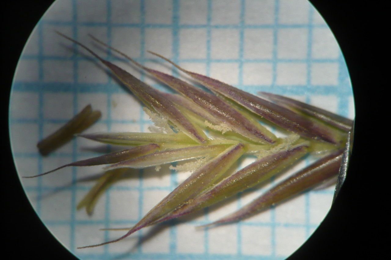 Festuca brevipila fruit