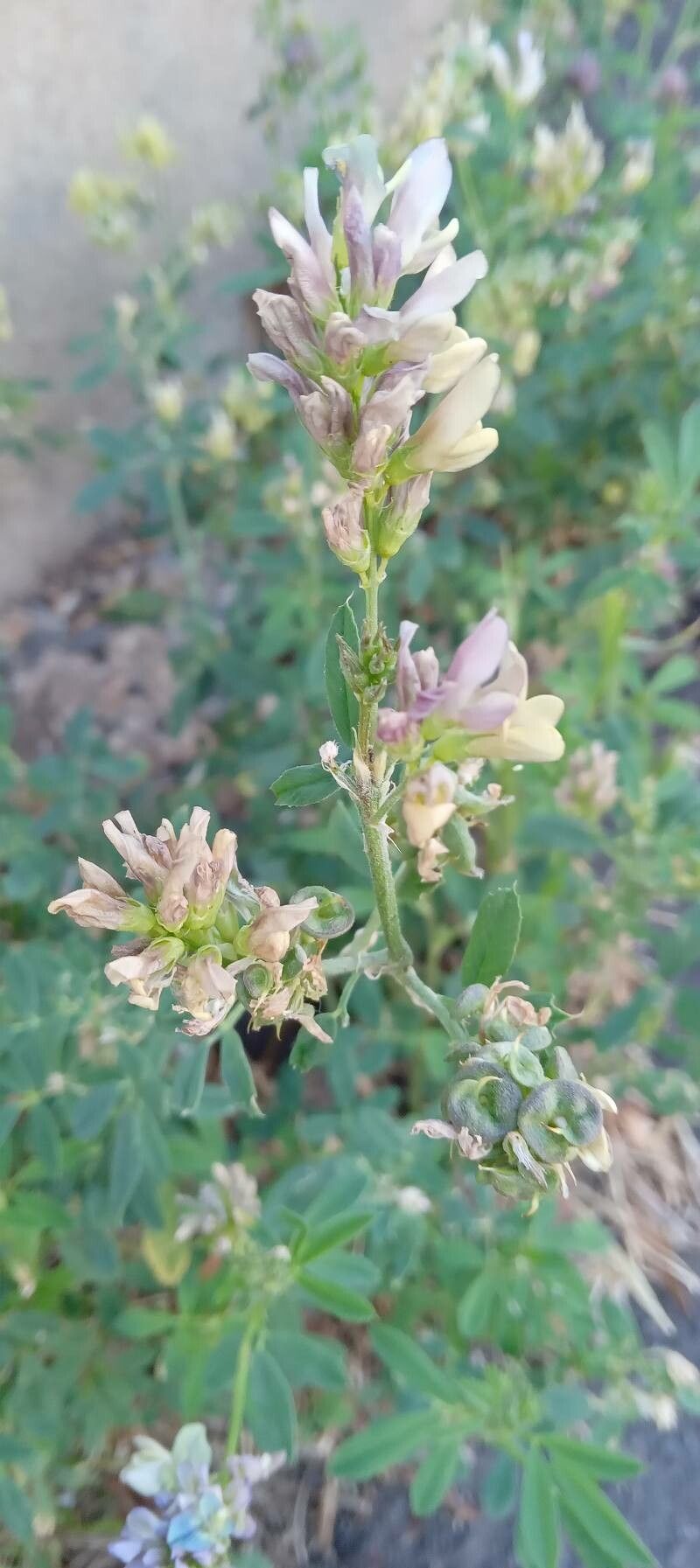 Medicago × varia flower