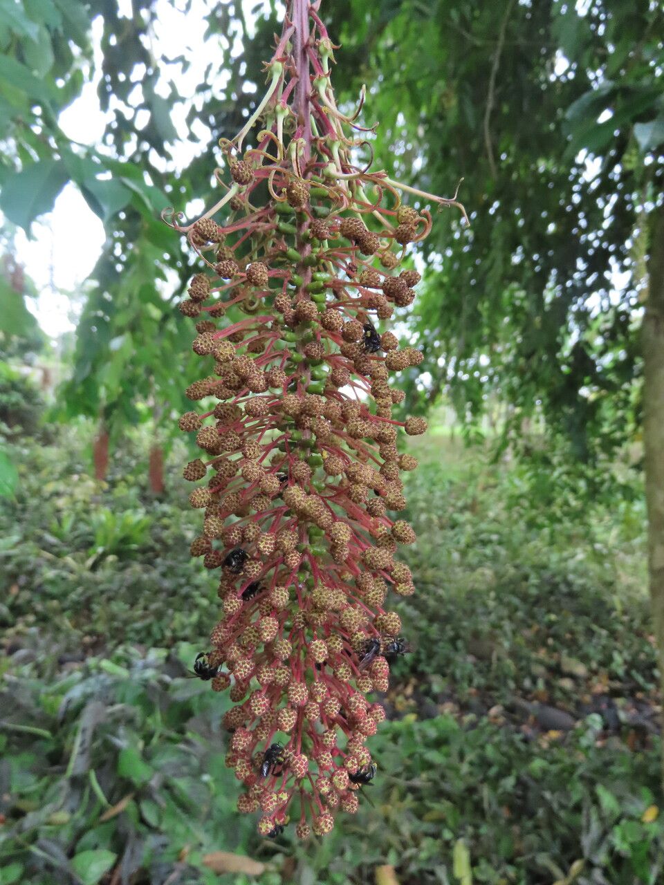 Mabea occidentalis flower