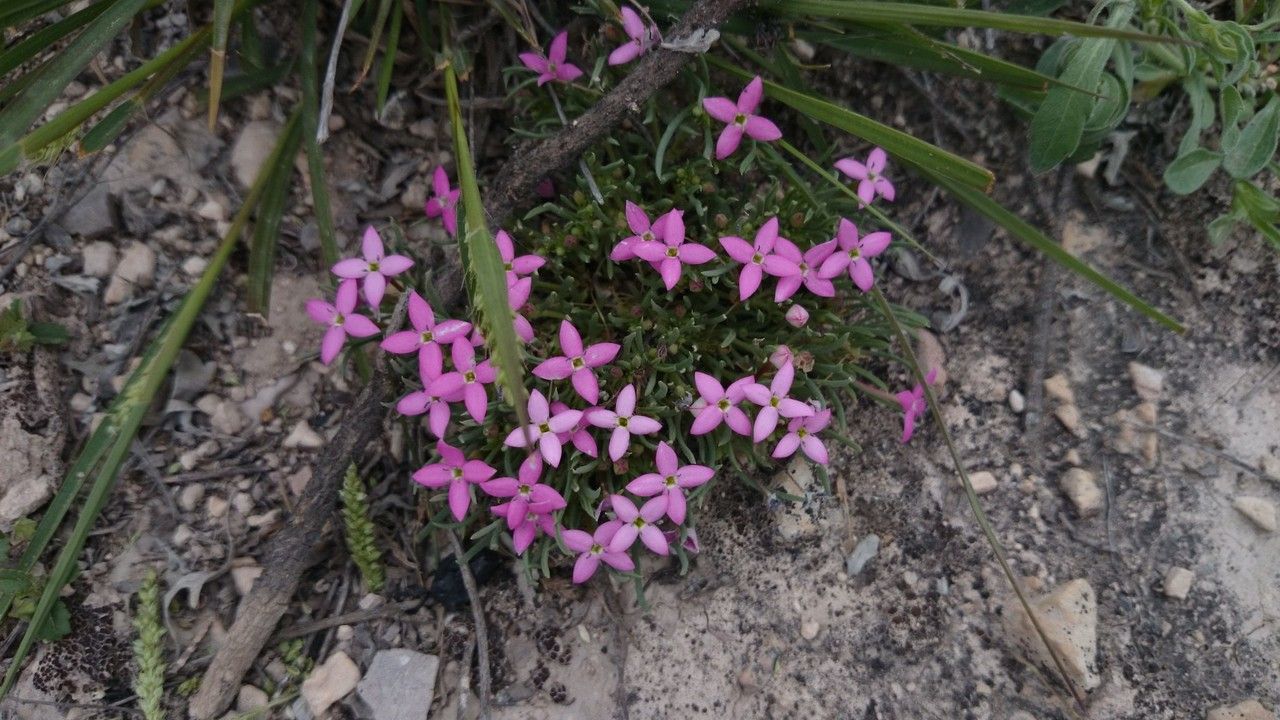 Houstonia rubra habit