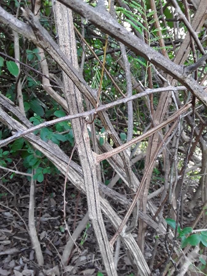 Senegalia erythrocalyx bark
