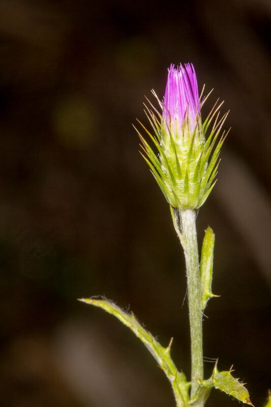Carduus acicularis flower