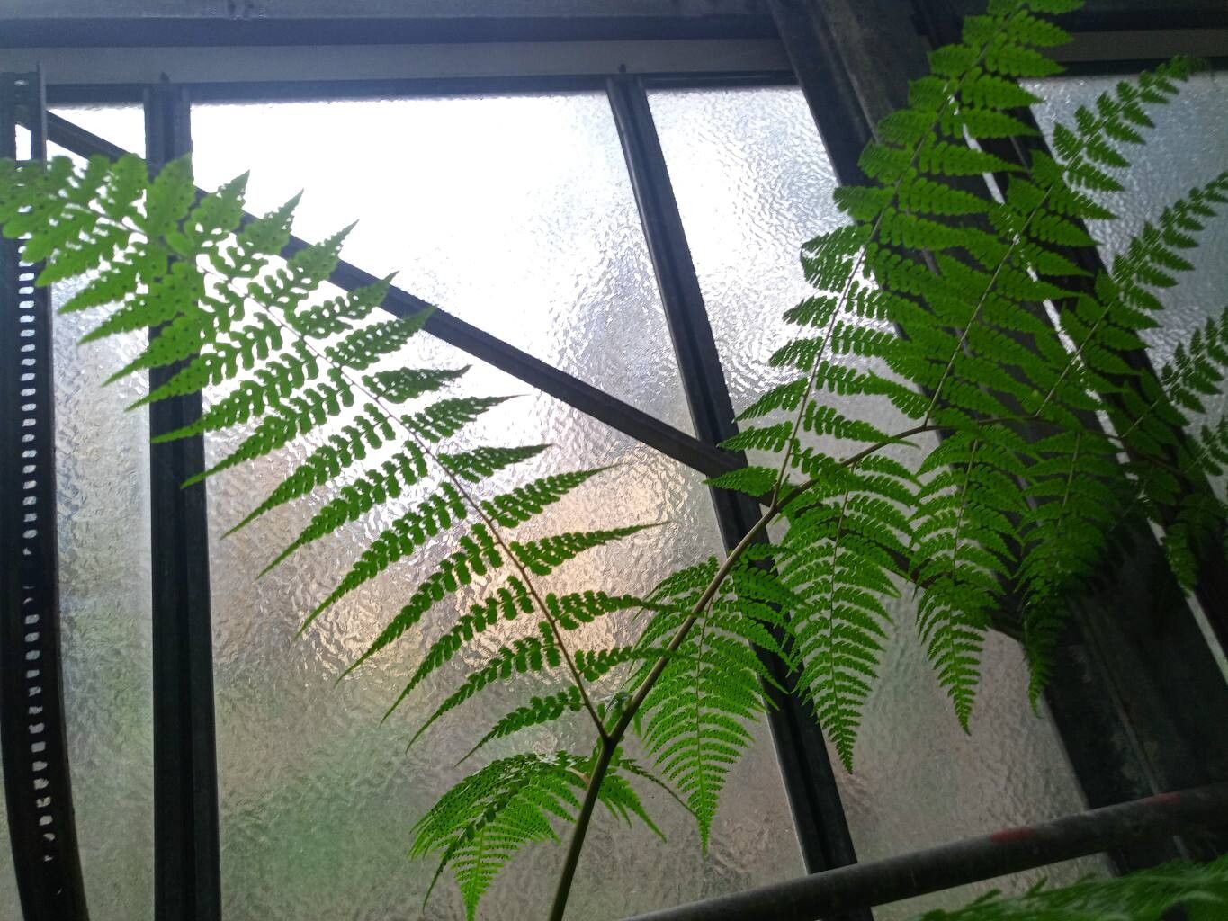 Dennstaedtia globulifera — related species from the same genus