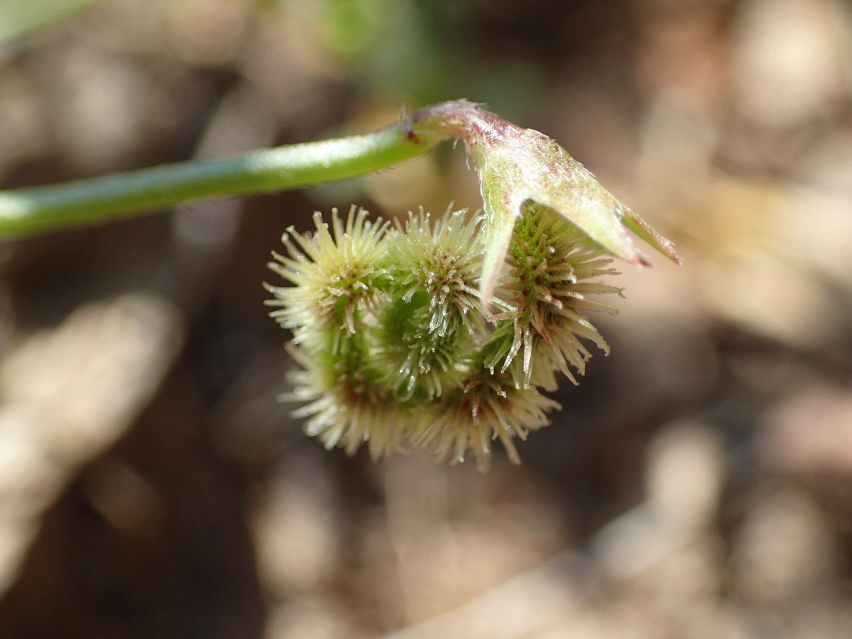 Scorpiurus subvillosus fruit