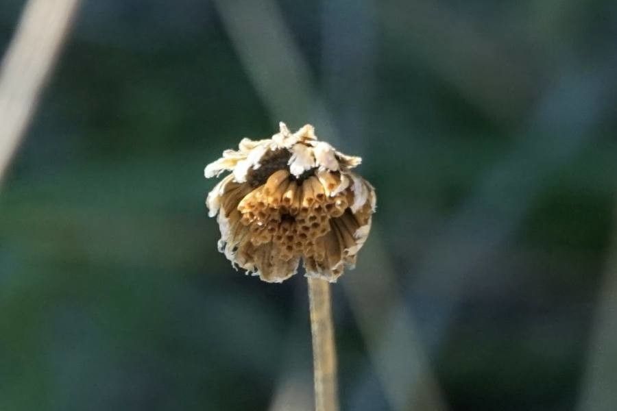 Achillea clavennae fruit