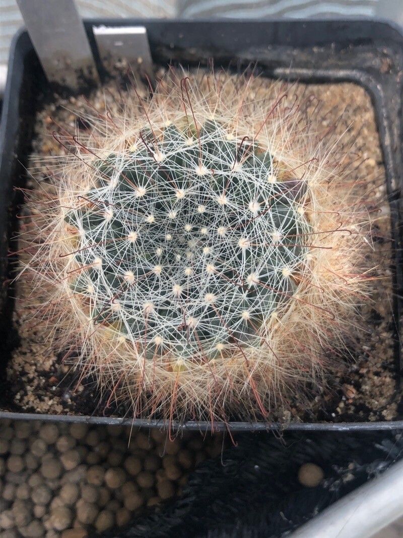 Mammillaria zephyranthoides — houseplant care guide