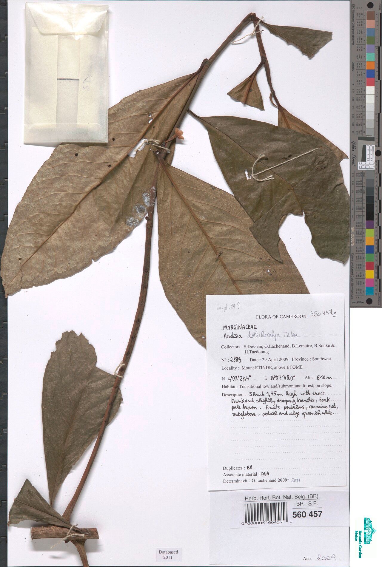 Ardisia dolichocalyx — houseplant care guide