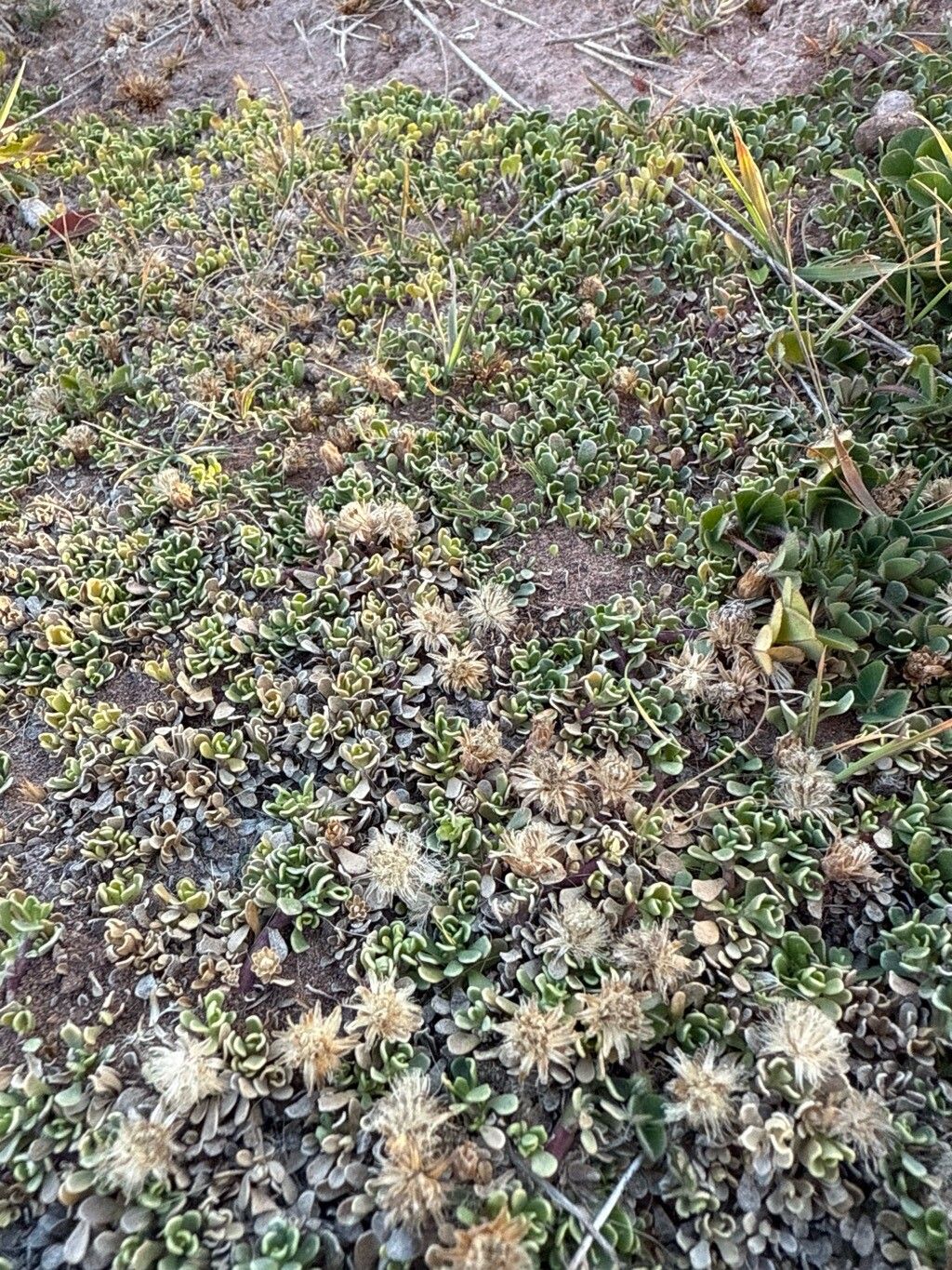 Baccharis caespitosa — search result for 'Baccharis'