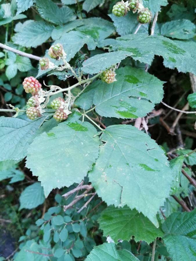 Rubus grabowskii leaf