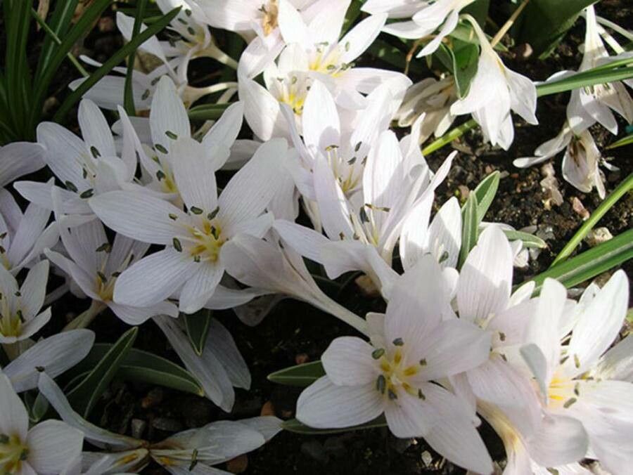 Colchicum hungaricum flower