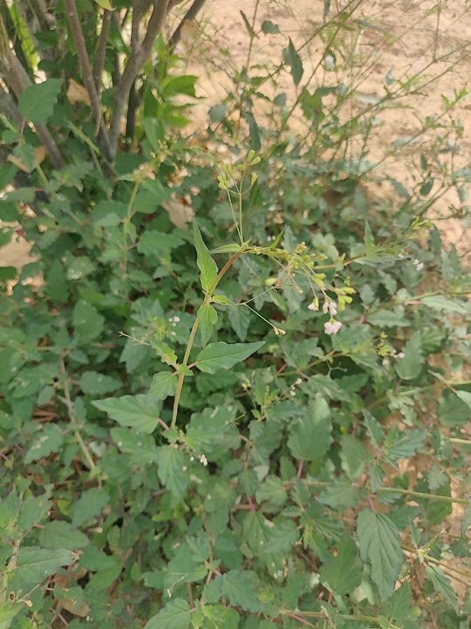 Silene aegyptiaca habit
