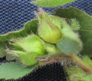 Sida hyssopifolia fruit