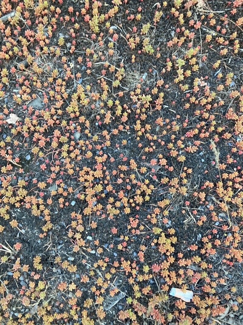 Eriogonum caespitosum — search result for 'Eriogonum'