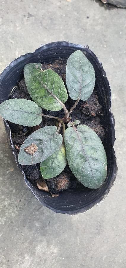 Viola villosa — search result for 'Violaceae'