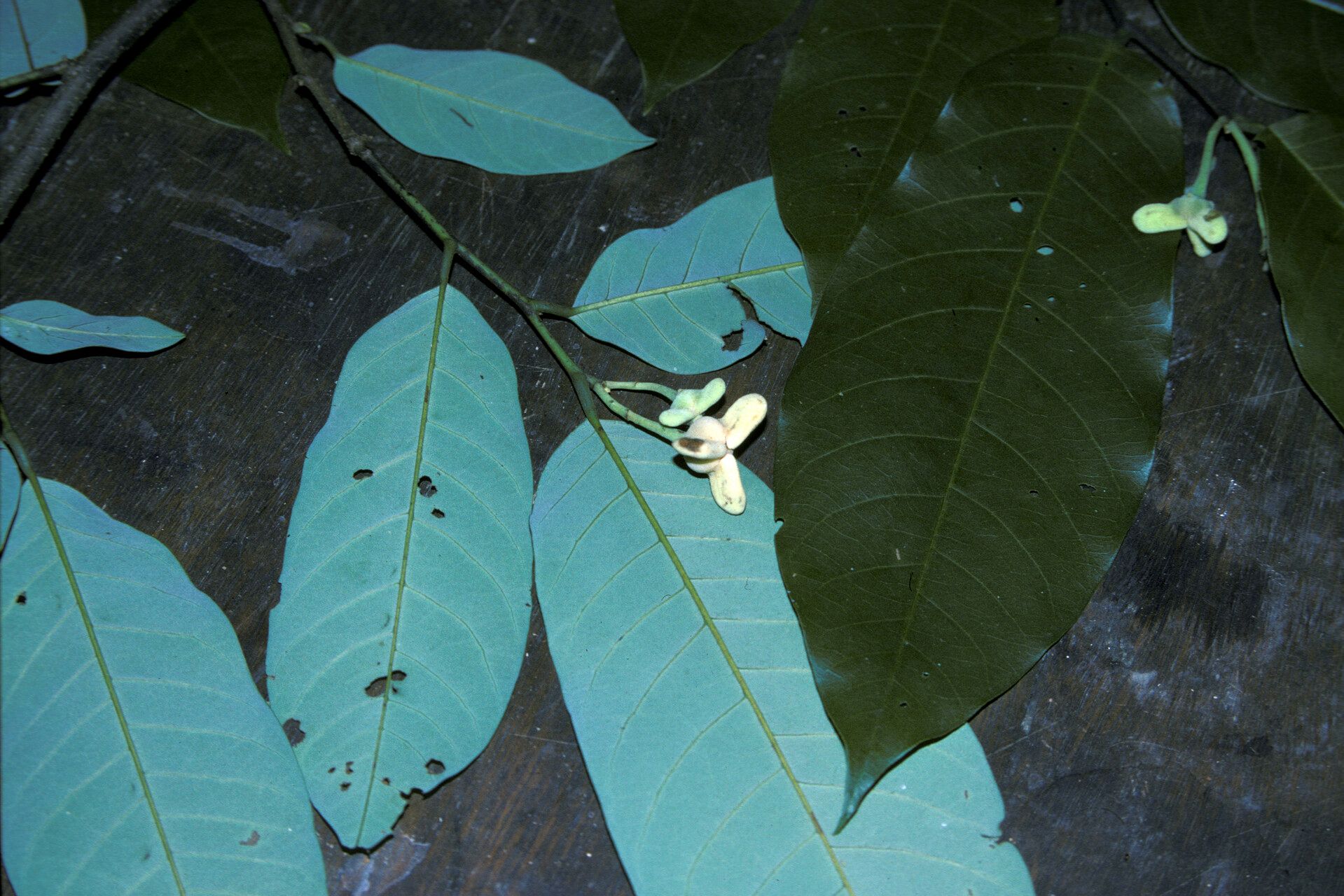 Rollinia exsucca — related species from the same genus
