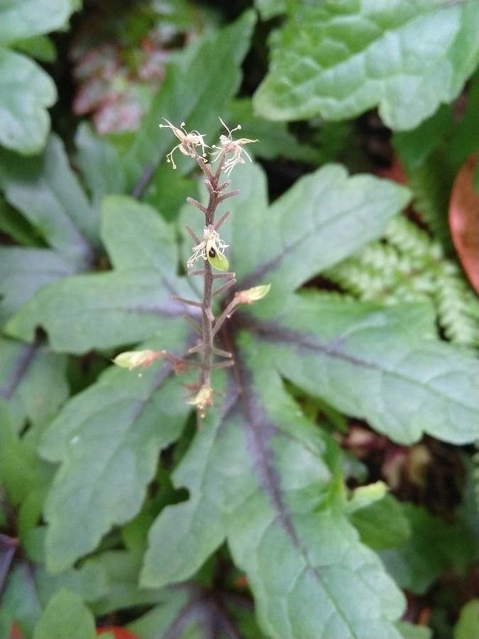 Tiarella cordifolia fruit