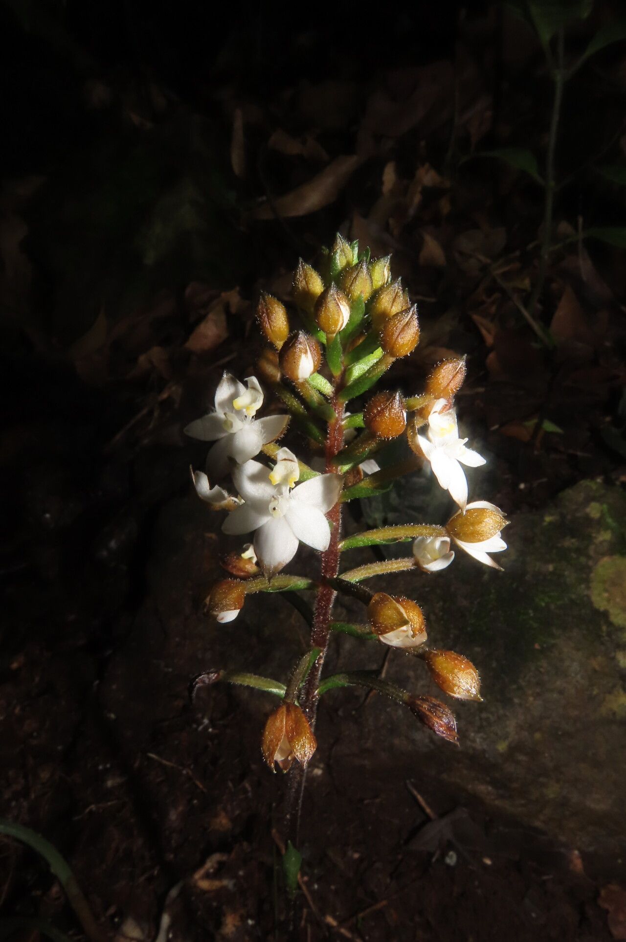 Cranichis lankesteri flower