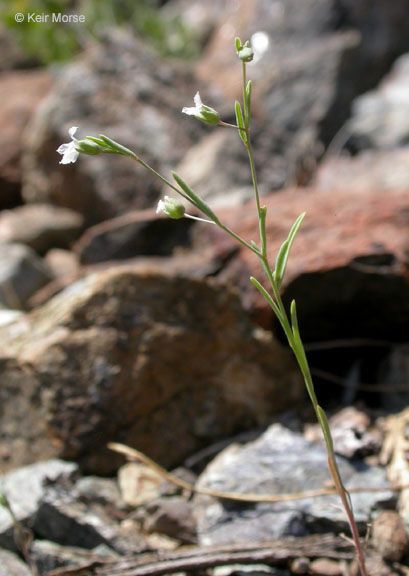 Linum micranthum habit