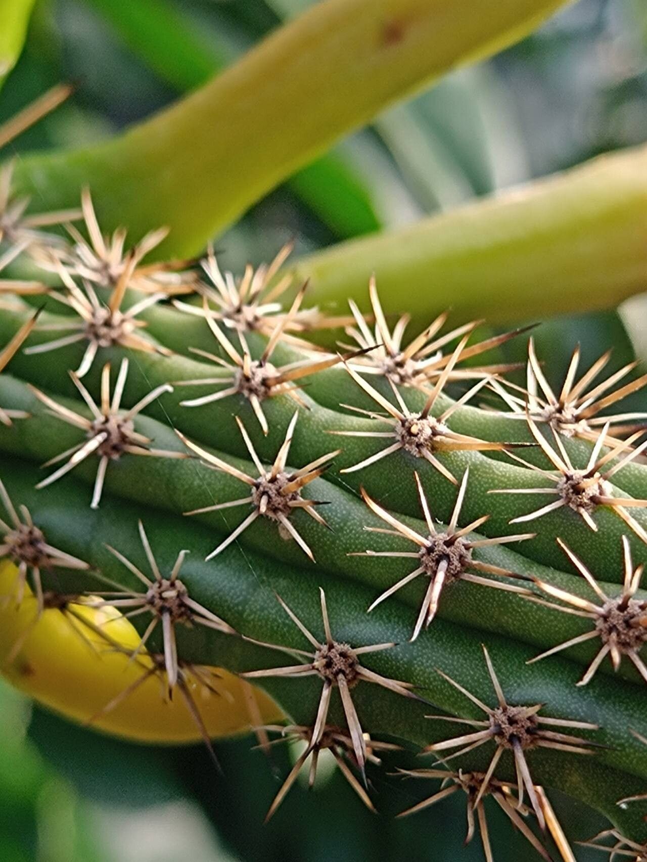 Praecereus saxicola leaf