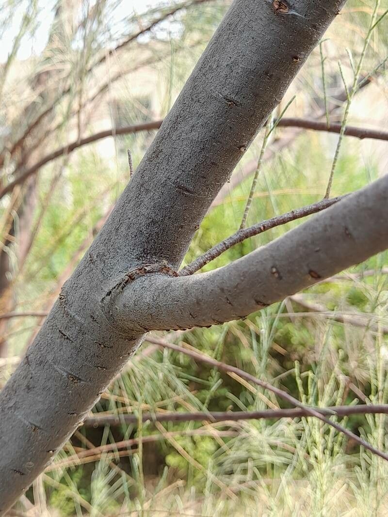 Tamarix aphylla bark