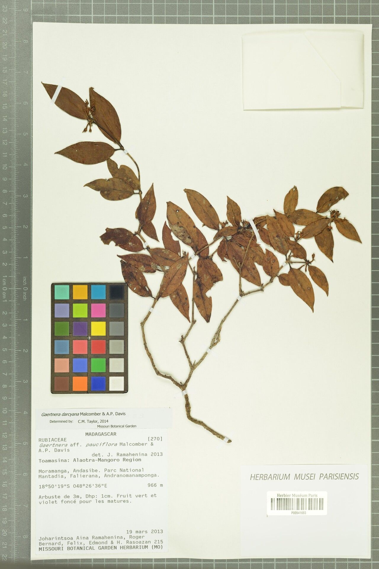 Gaertnera darcyana — houseplant care guide