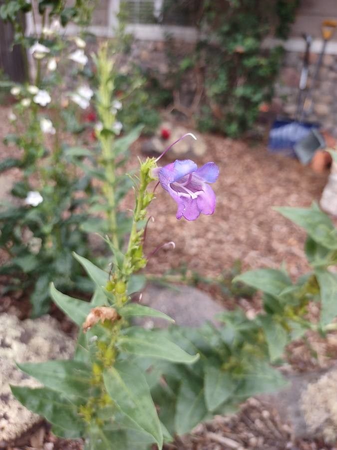 Penstemon glaber flower