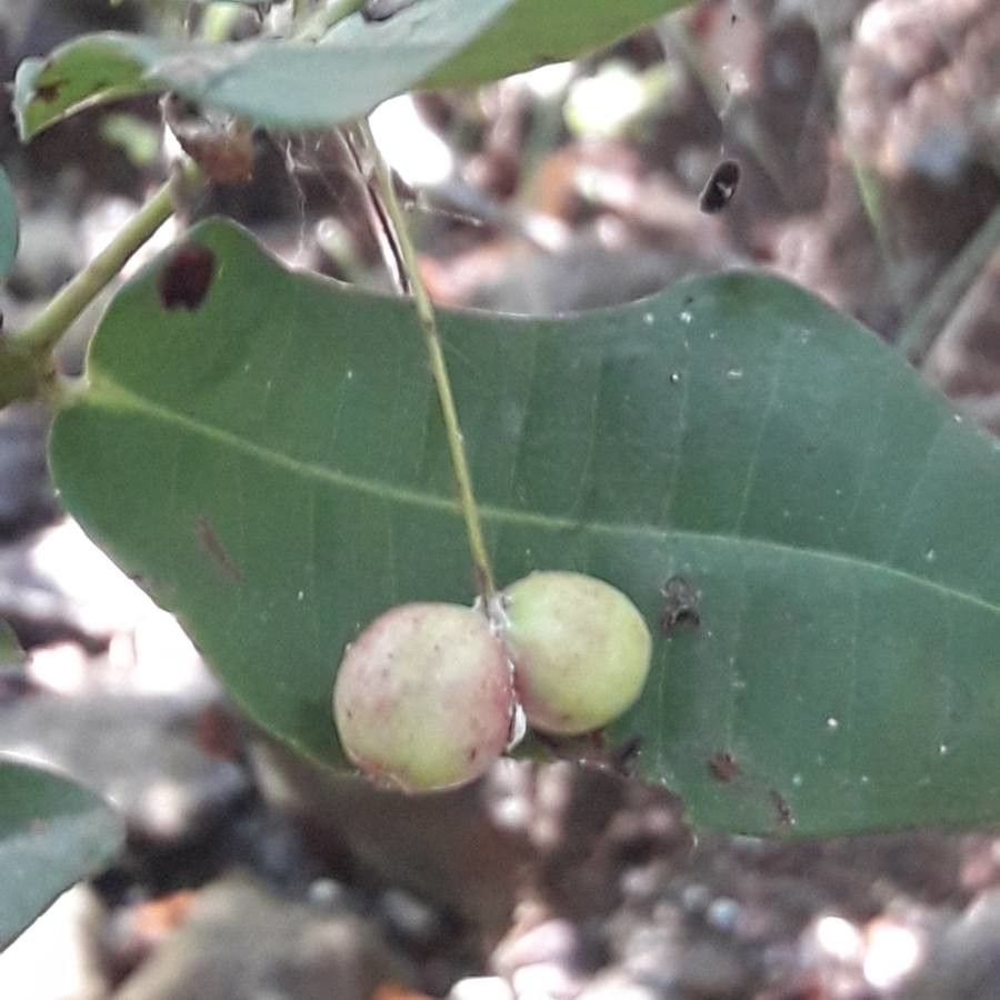 Syzygium lecardii fruit
