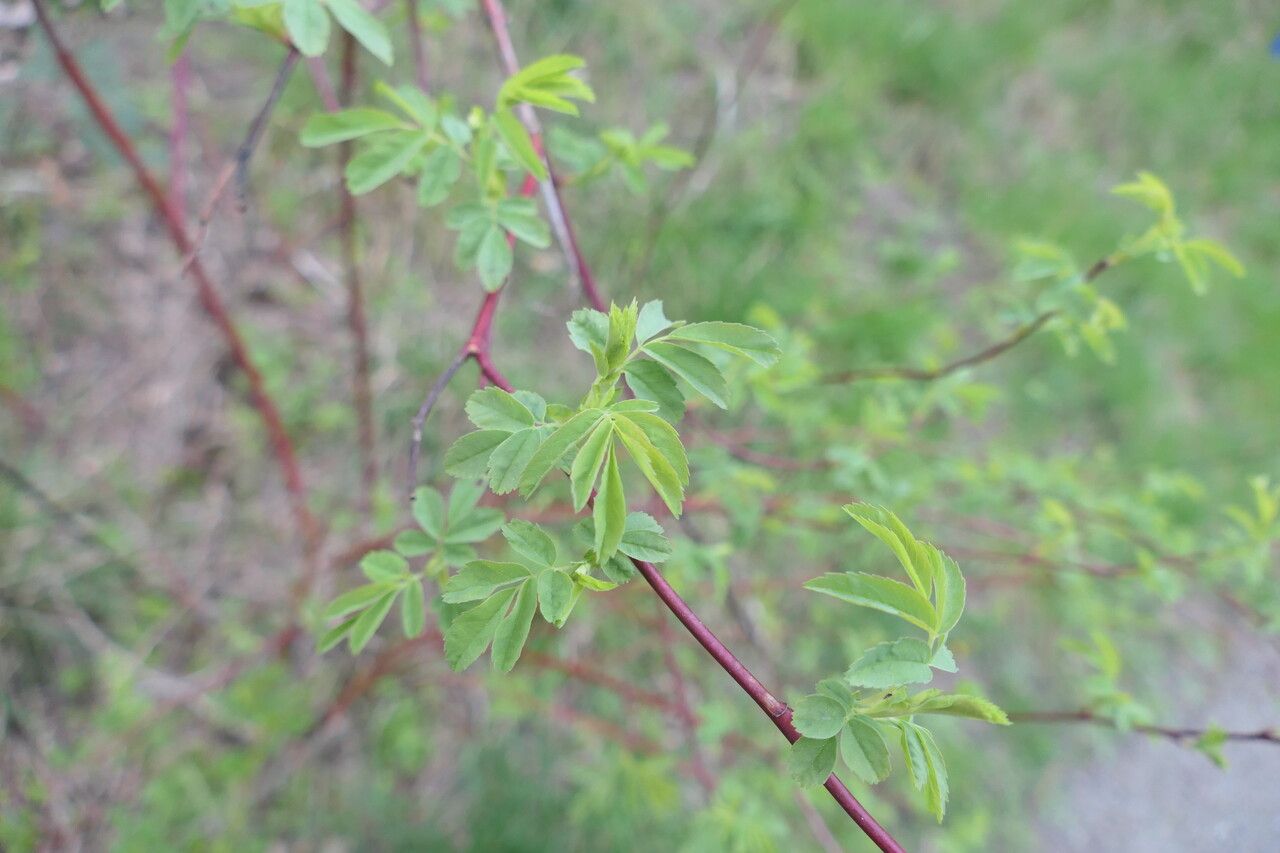 Rosa pisocarpa — houseplant care guide