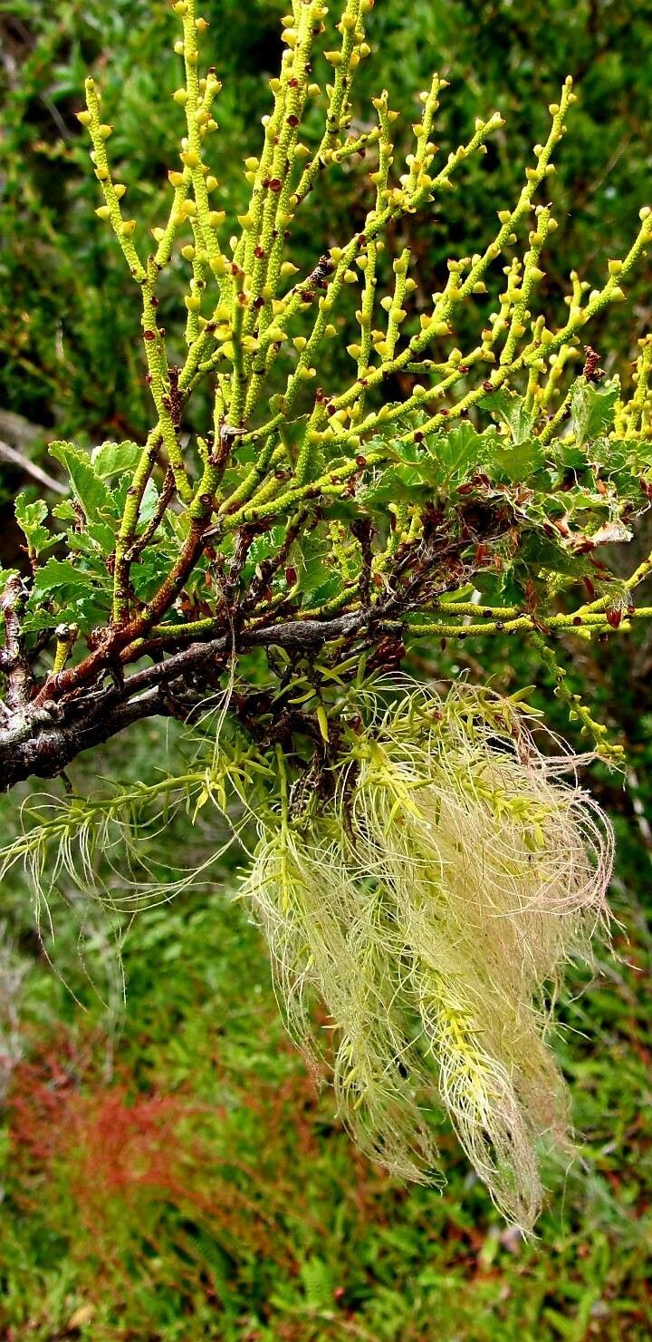 Misodendrum punctulatum flower