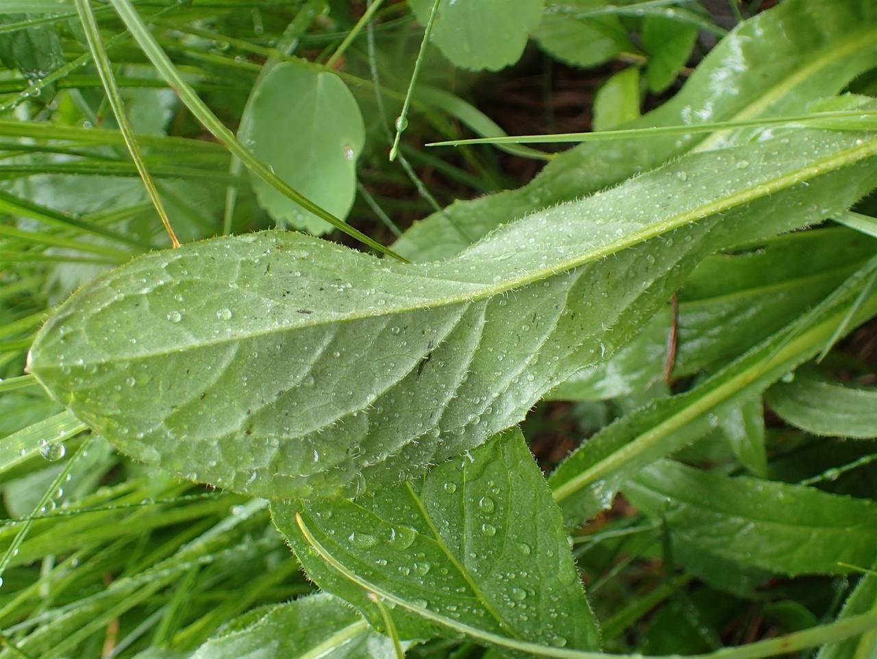 Crepis pontana leaf