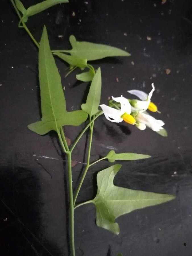 Solanum triquetrum — search result for 'Solanum'