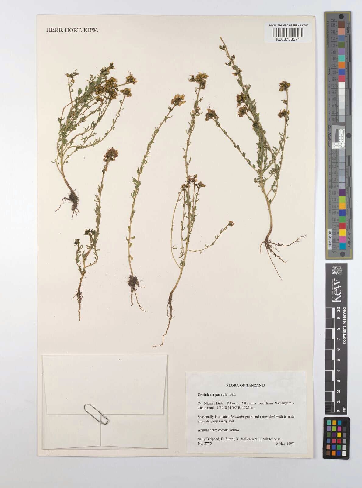 Crotalaria parvula — houseplant care guide