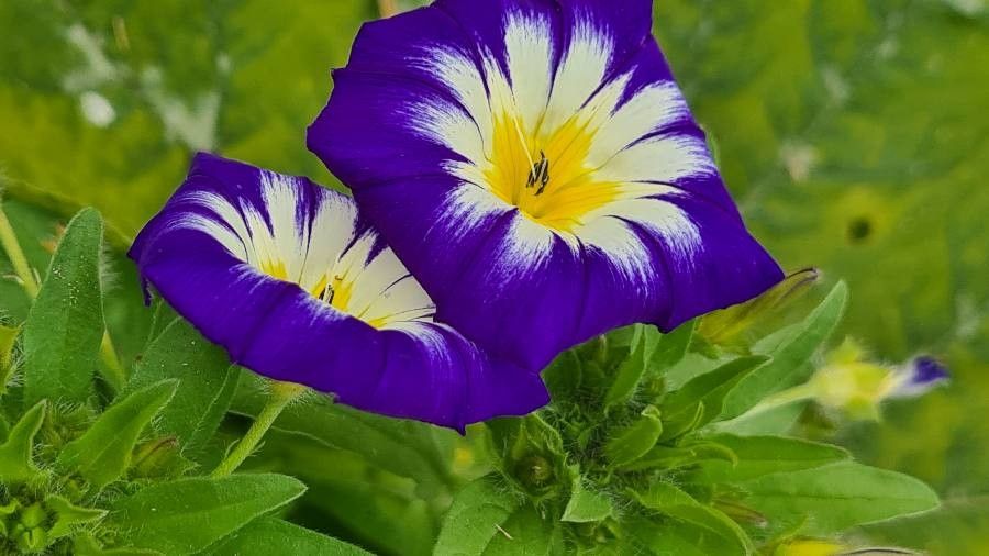Convolvulus tricolor flower