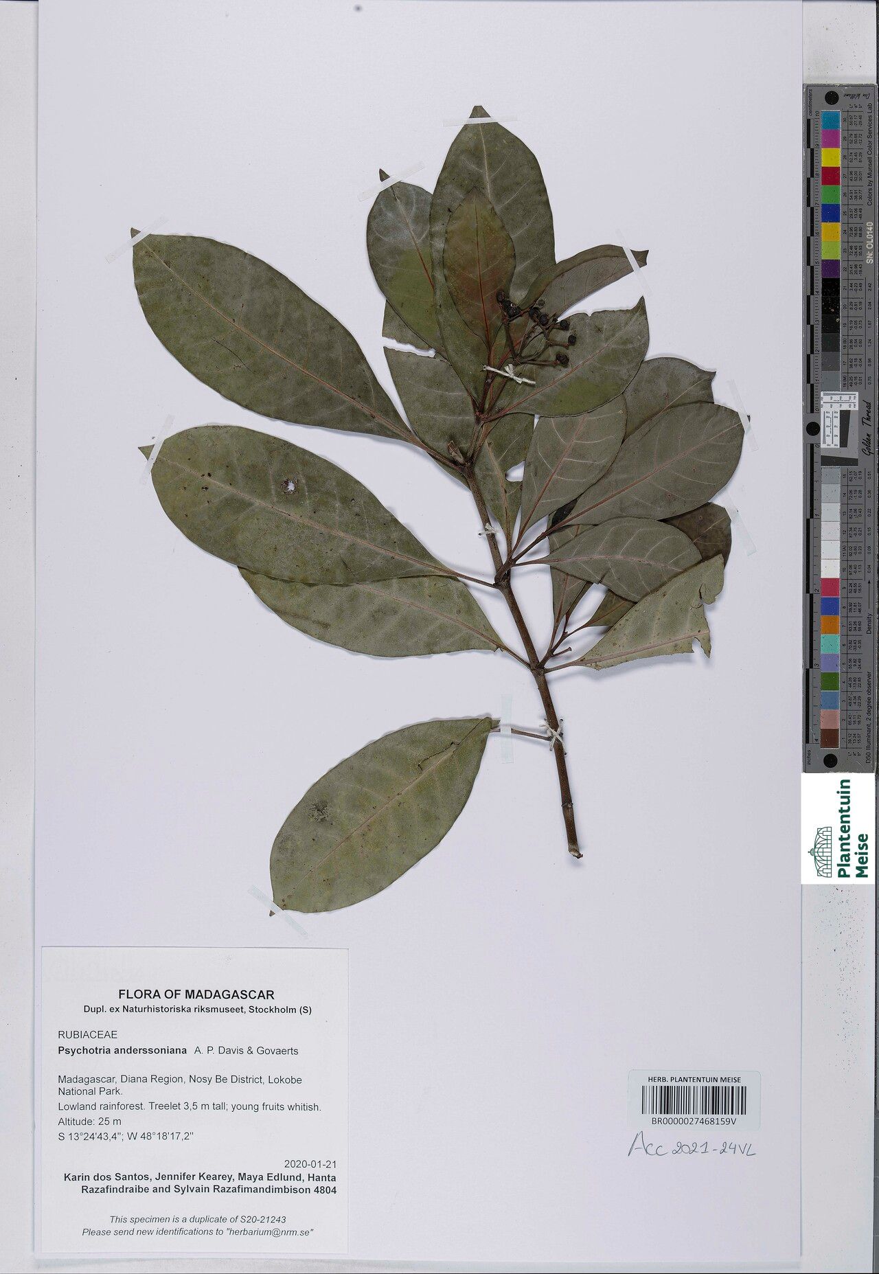 Psychotria anderssoniana — houseplant care guide