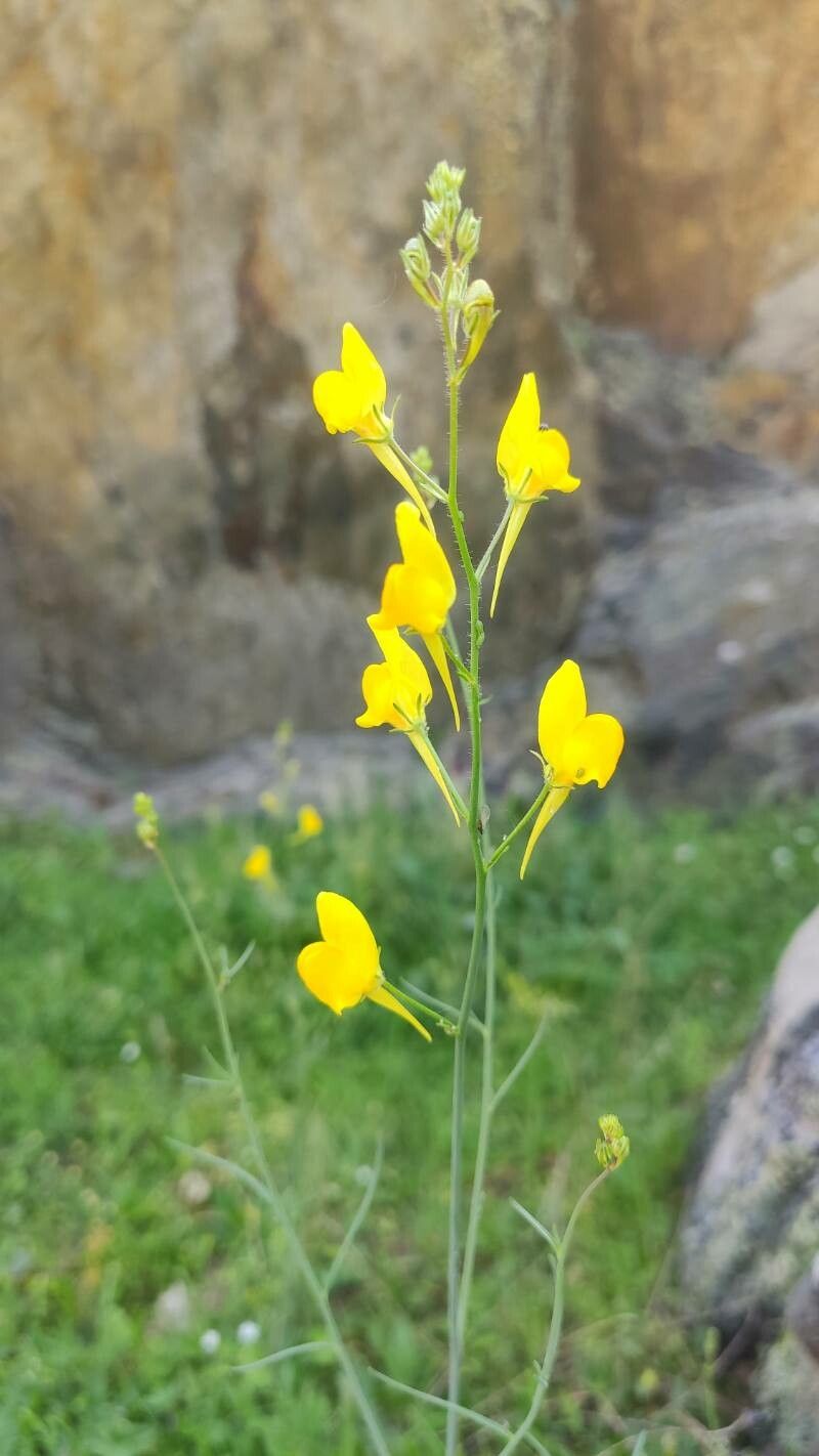 Linaria spartea bark