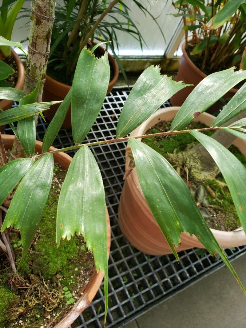 Ptychosperma waitianum — houseplant care guide