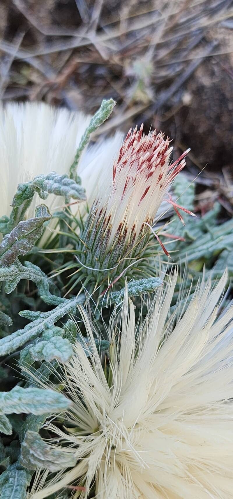 Jurinea carduiformis flower