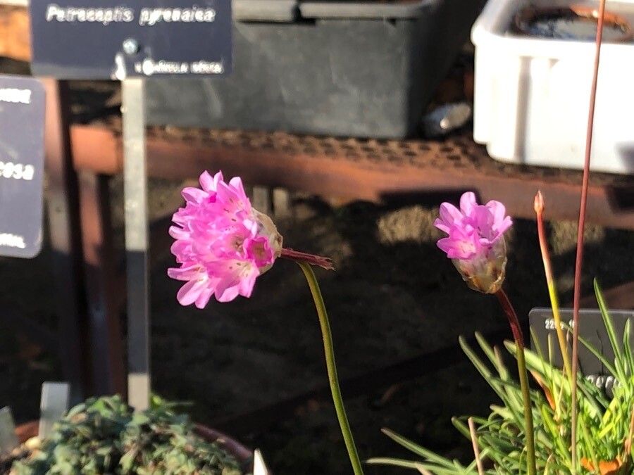 Armeria hispalensis flower