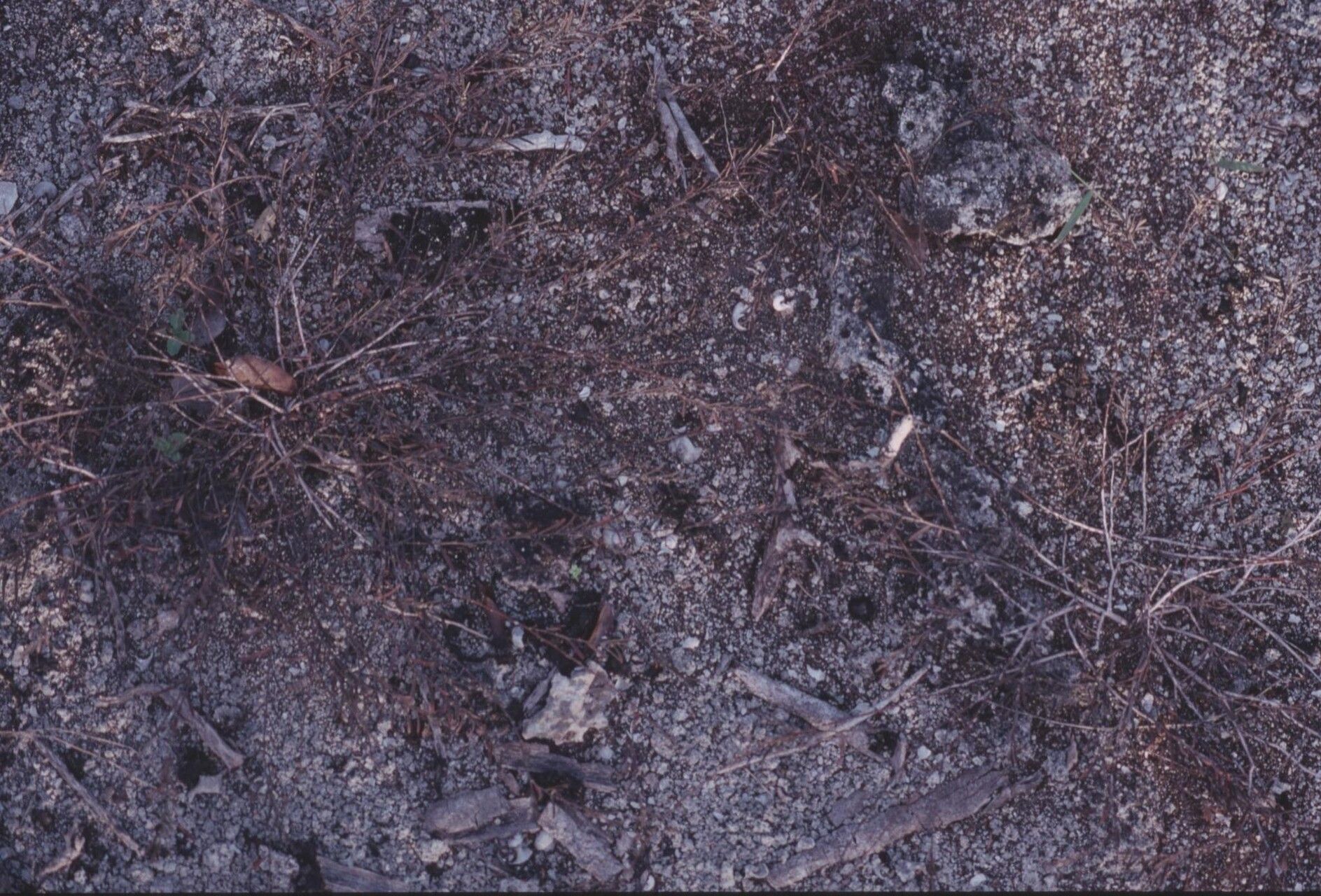 Phyllanthus revaughanii — houseplant care guide