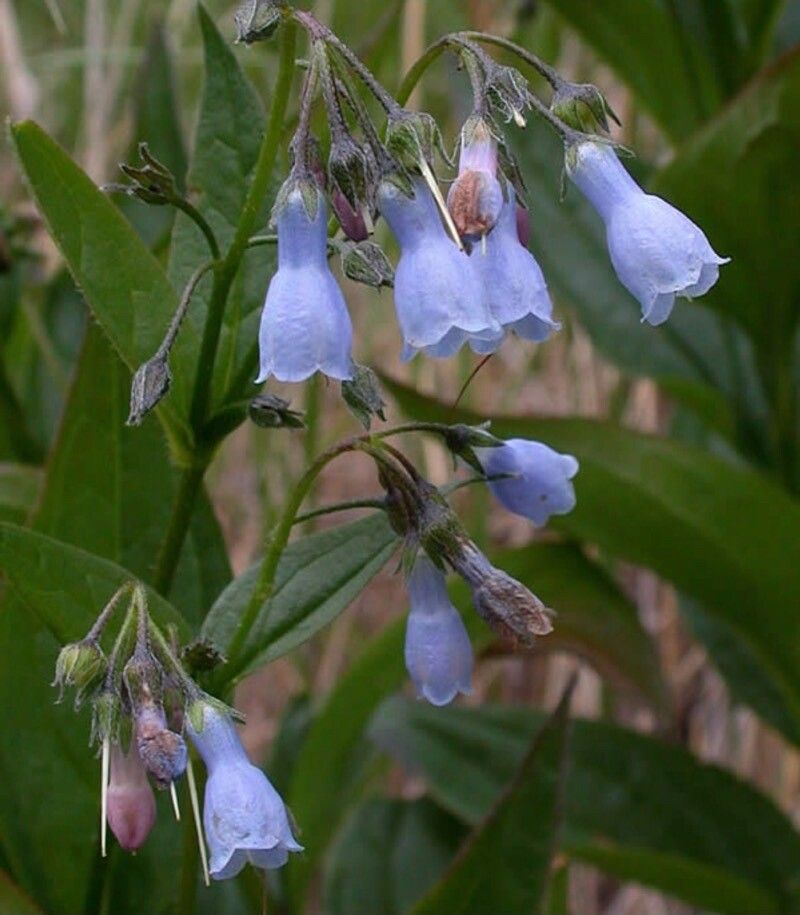 Mertensia paniculata flower